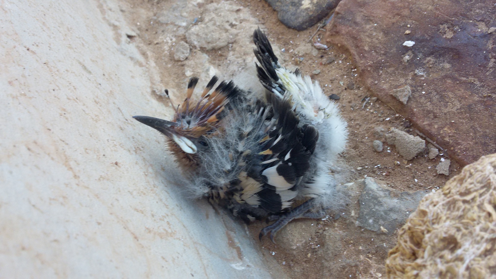 Offended - My, Hoopoe, Birds