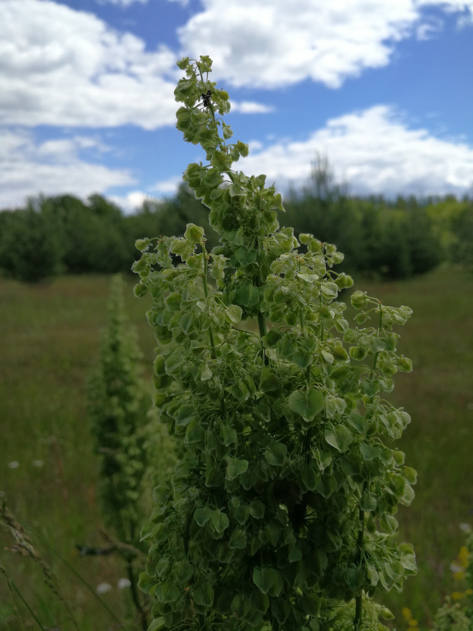 Next rides - Nature, The photo, Dzerzhinsk, Nizhny Novgorod Region, Huawei mate 9, cat, Longpost