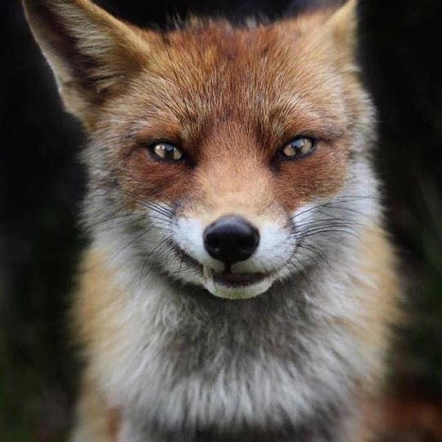 smirk. - Fox, Animals, The photo