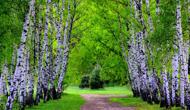 Symbol of Russia. - Russia, The photo, Nature, Birch, Tree, A selection, beauty of nature, Longpost