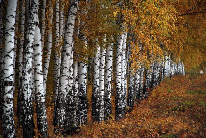 Symbol of Russia. - Russia, The photo, Nature, Birch, Tree, A selection, beauty of nature, Longpost