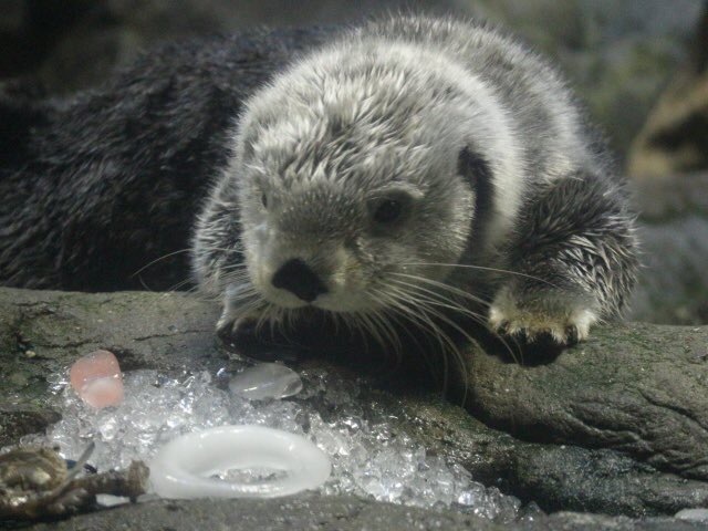 My charm! - Otter, Otters, Milota, Animals, Sea otter