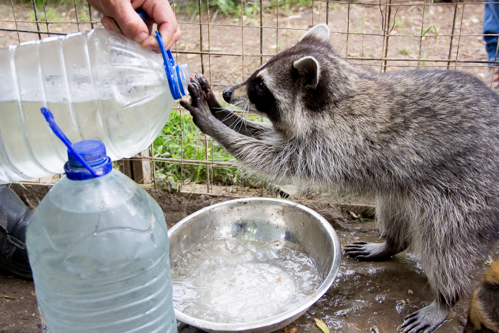 No need for water! - My, Raccoon, The photo, Milota