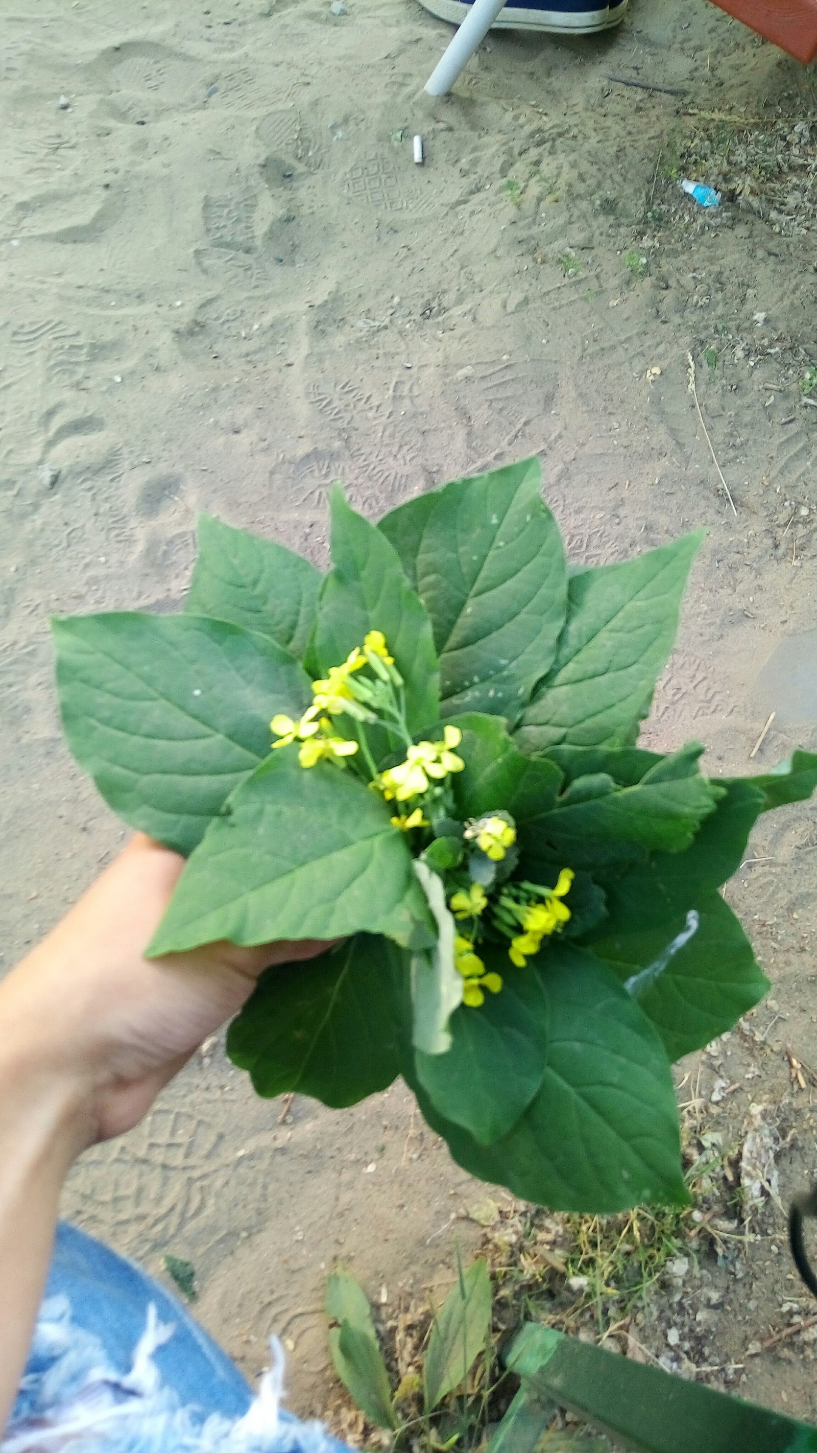 This kid made my day better - My, Summer, Milota, Bouquet, Longpost