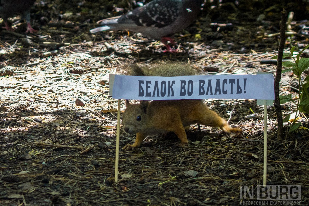 Here we took two Chinese sticks, printed slogans and gave the squirrels ready-made banners - Yekaterinburg, Rally, Squirrel, Longpost