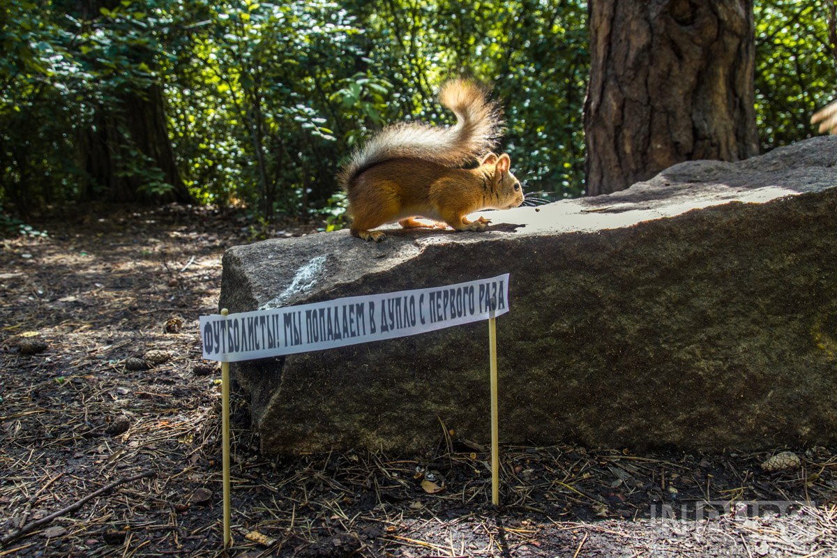 Here we took two Chinese sticks, printed slogans and gave the squirrels ready-made banners - Yekaterinburg, Rally, Squirrel, Longpost