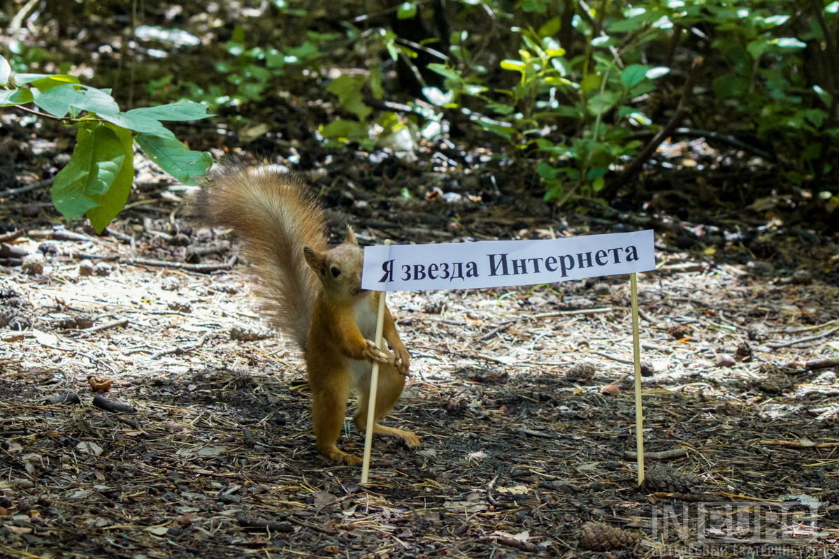 Here we took two Chinese sticks, printed slogans and gave the squirrels ready-made banners - Yekaterinburg, Rally, Squirrel, Longpost