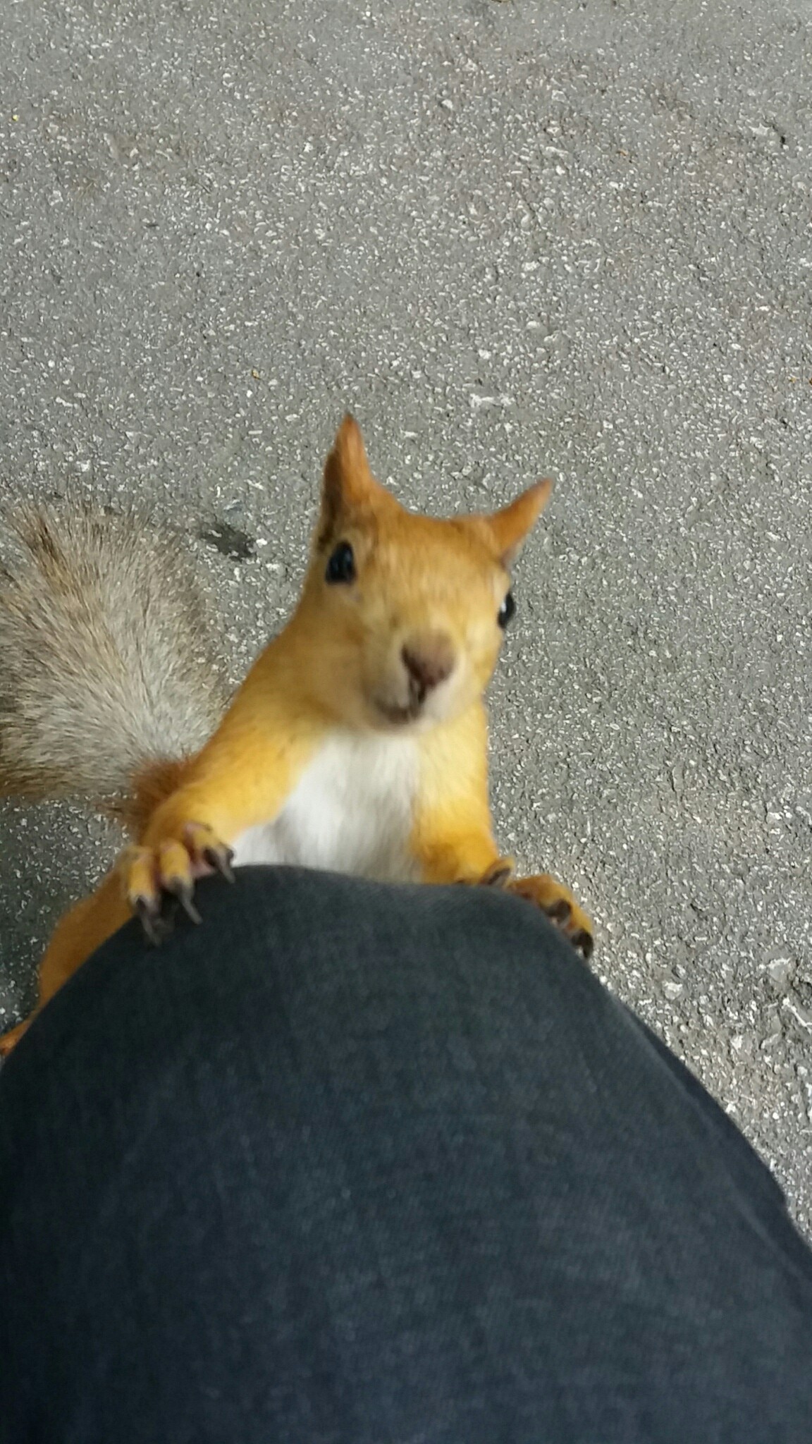 Do you have any nuts? And if I find it? - My, Squirrel, The park, Impudence