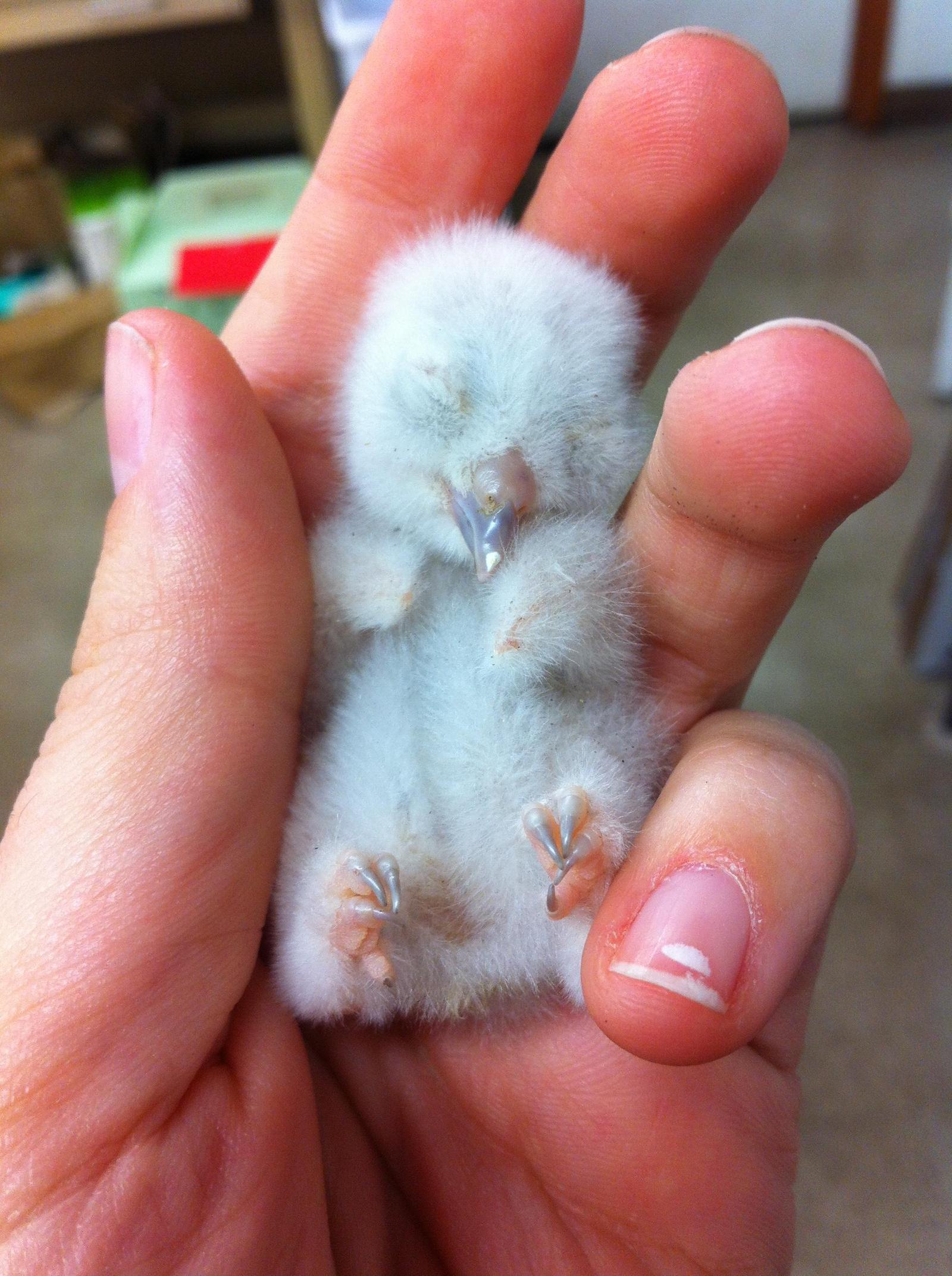 newborn owl - Owl, Toddlers, Children