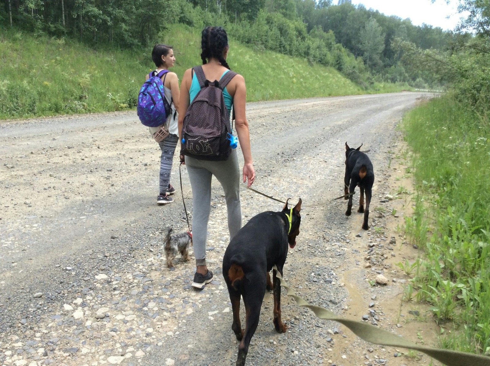 Dog Traking - My, Hike, Dogs and people, Dog, Doberman, Yorkshire Terrier, Tourism, , Hiking, Longpost