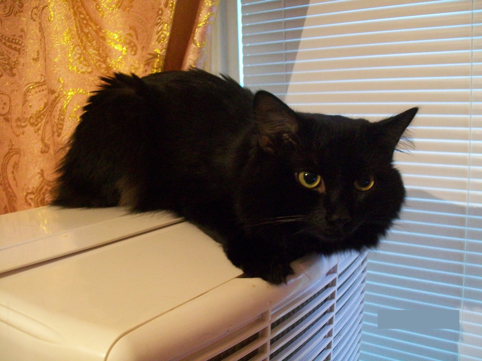 I want coolness - My, Weather, Heat, Air conditioner, cat