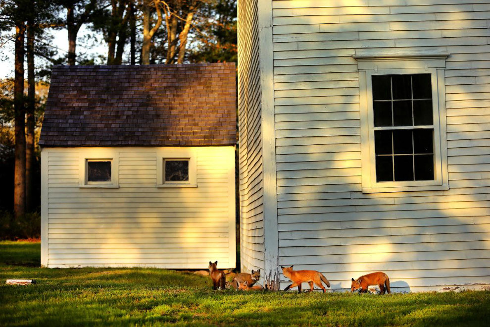 The foxes have found a place... - Fox, Cemetery, Longpost, Fox cubs, The photo, Animals