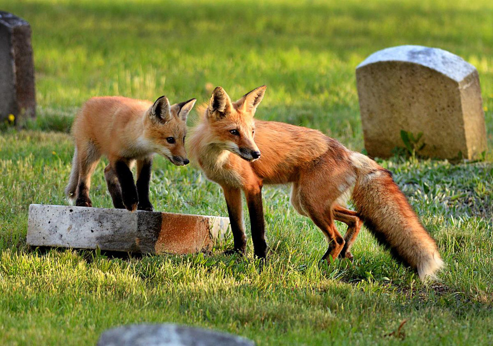 The foxes have found a place... - Fox, Cemetery, Longpost, Fox cubs, The photo, Animals