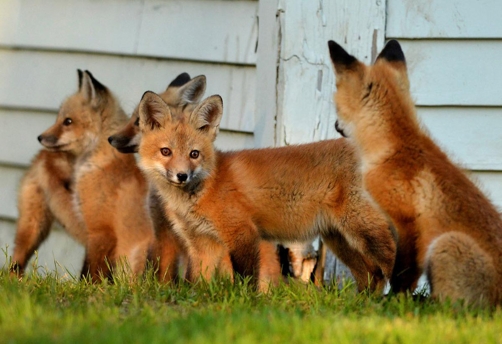 Most fox. Лисья семья. Лисята. Лисица с лисятами. Лисята семья.