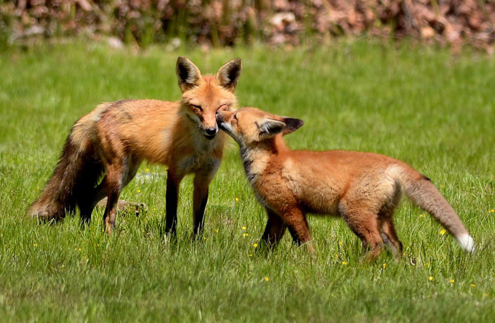 The foxes have found a place... - Fox, Cemetery, Longpost, Fox cubs, The photo, Animals