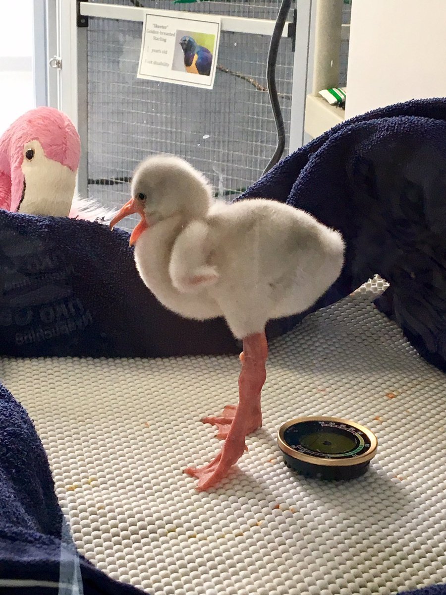 Here is a flamingo chick) - Birds, Toddlers, Children