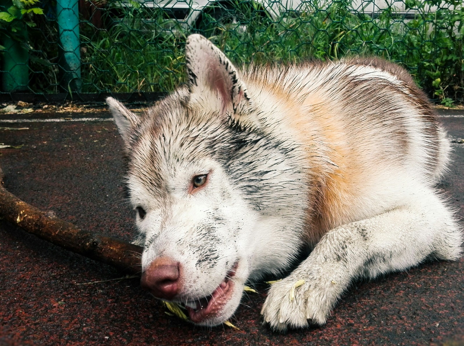 Walked with the dog - My, Walk, Siberian Husky, Husky, Piglets, Rain