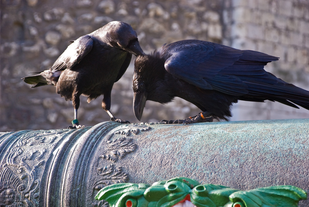 Ravens of the Tower. - Crow, England, Tower, Legend, White Tower, Longpost