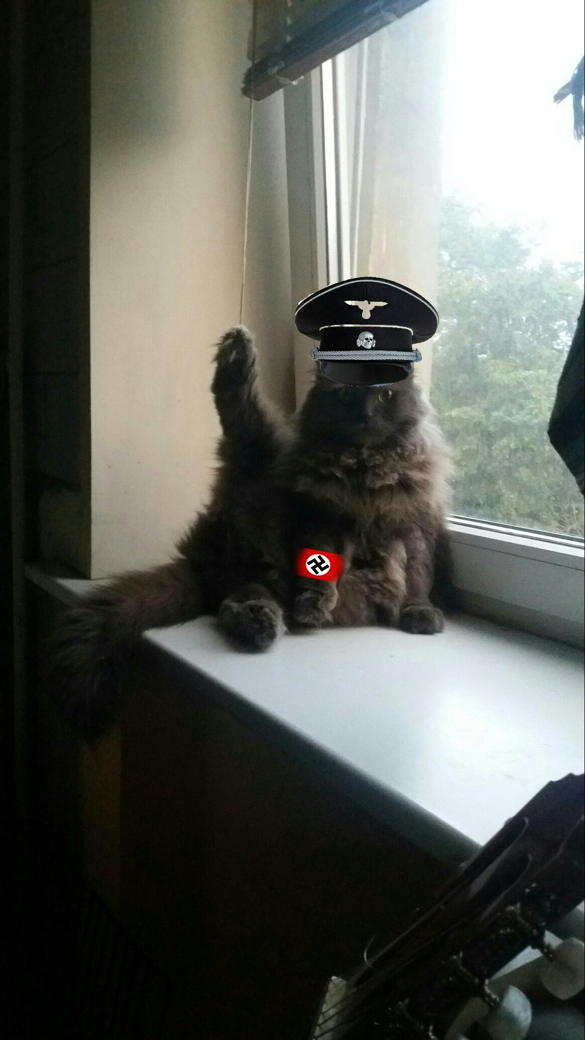 Heil Kot - My, cat, Paws