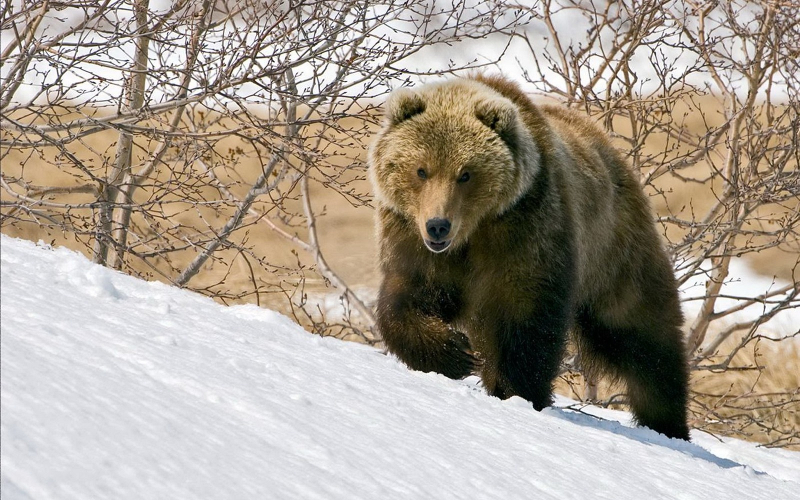 Какие животные омской области. Медведь. Медведь зимой. Животные медведь.