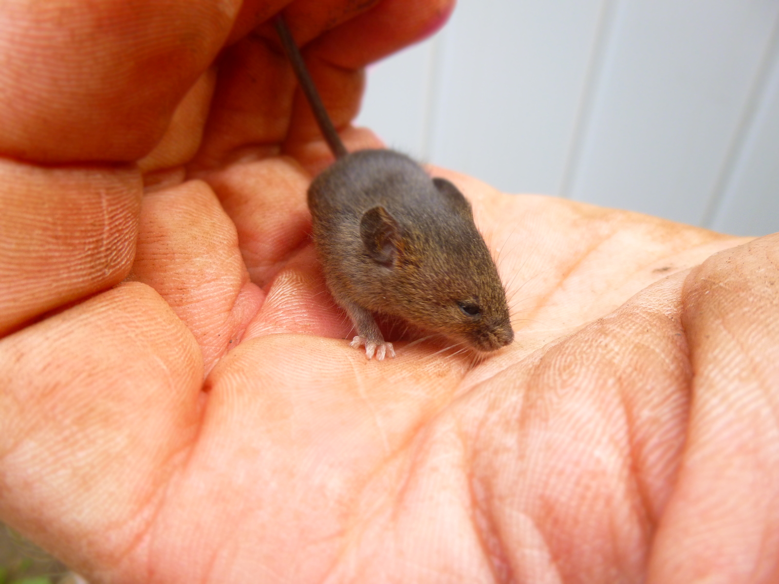 barn dwellers - My, Cleaning, Barn, Nest, Mouse