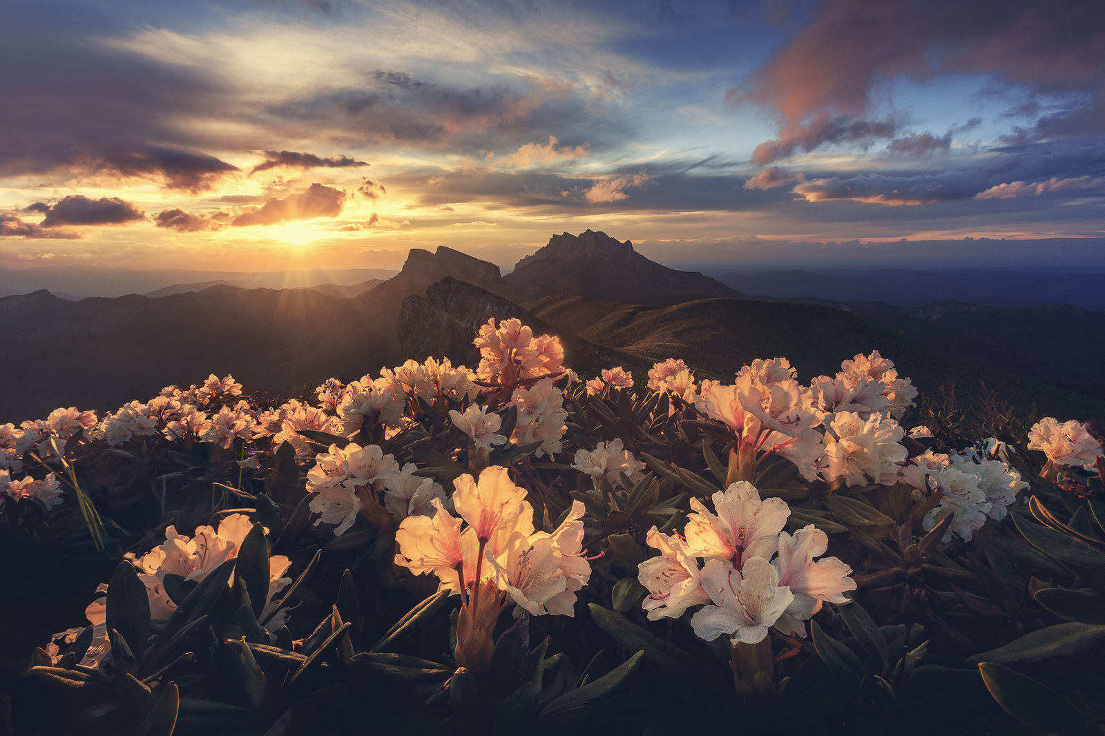 Sunset in Adygea - Sunset, Nature, Flowers, beauty, Adygea, Republic of Adygea