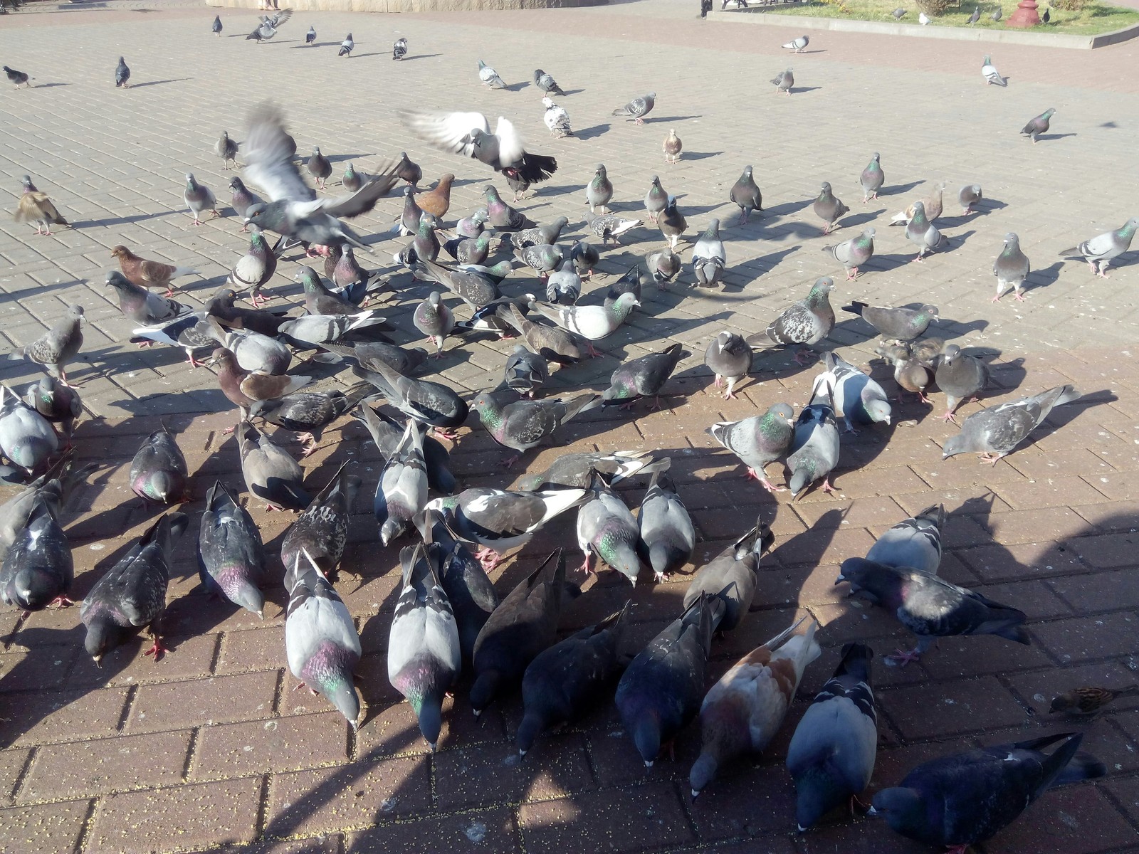 Two students found affordable food - My, Feeding, , Pigeon, Birds, Department store, Food, Longpost