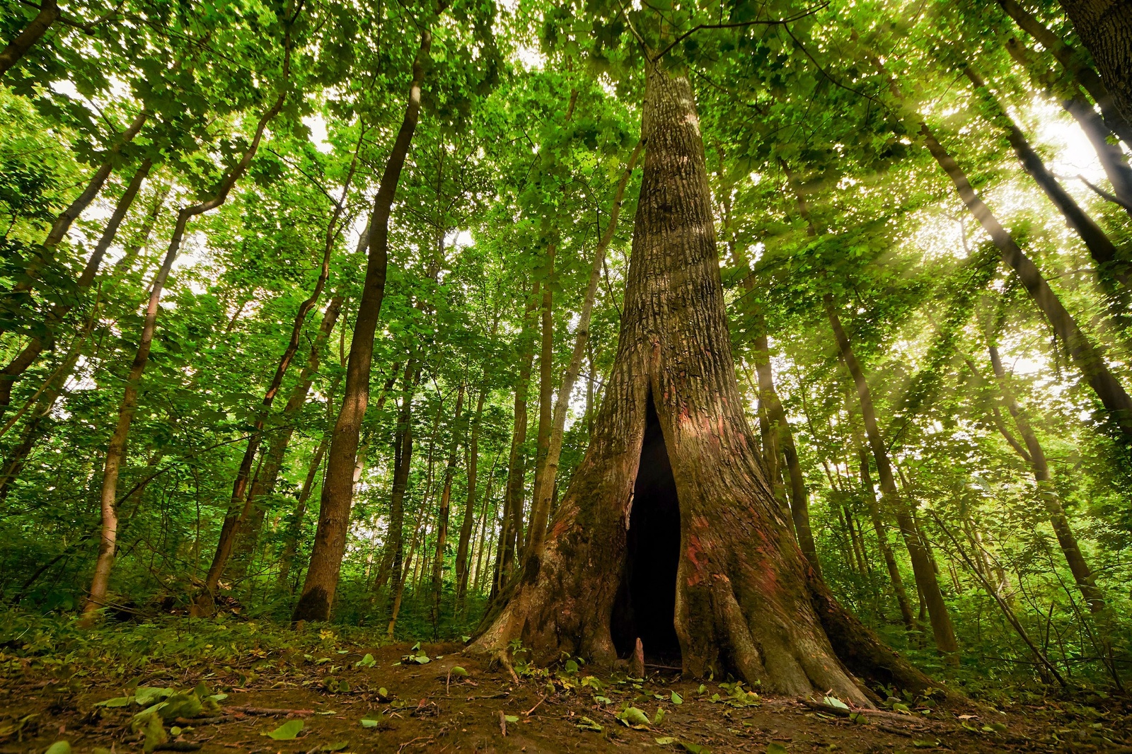 Reply to a comment about Shuvalovsky Park - Shuvalovsky Park, Nature, Longpost