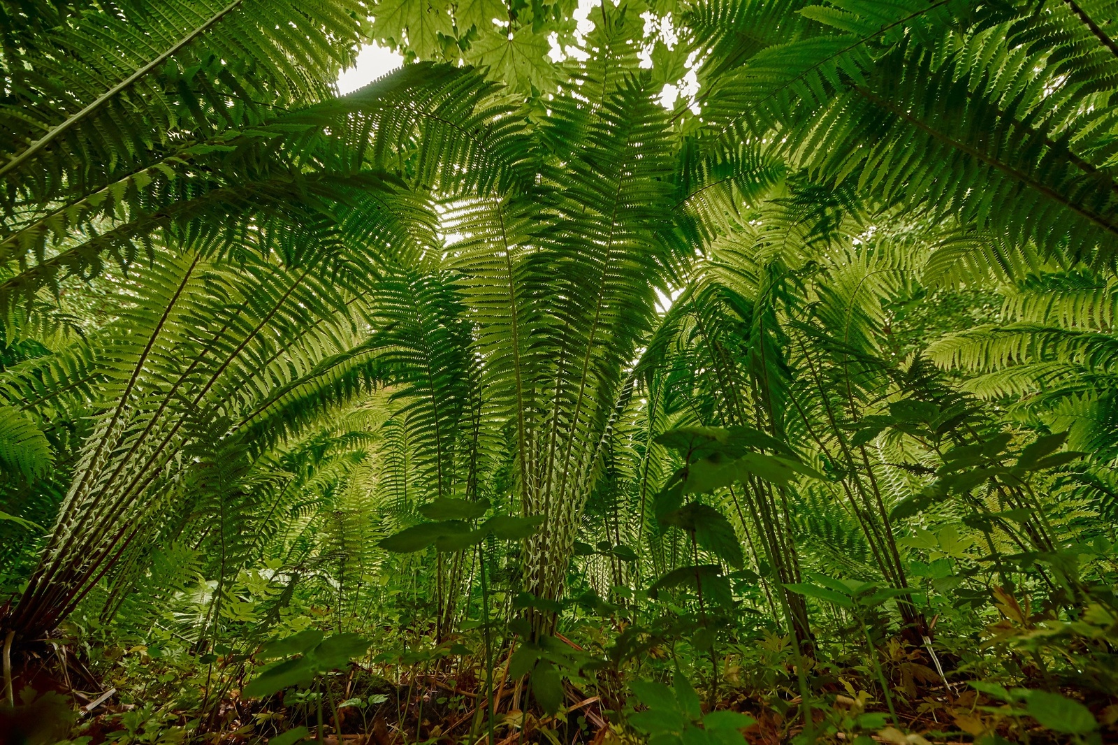 Reply to a comment about Shuvalovsky Park - Shuvalovsky Park, Nature, Longpost