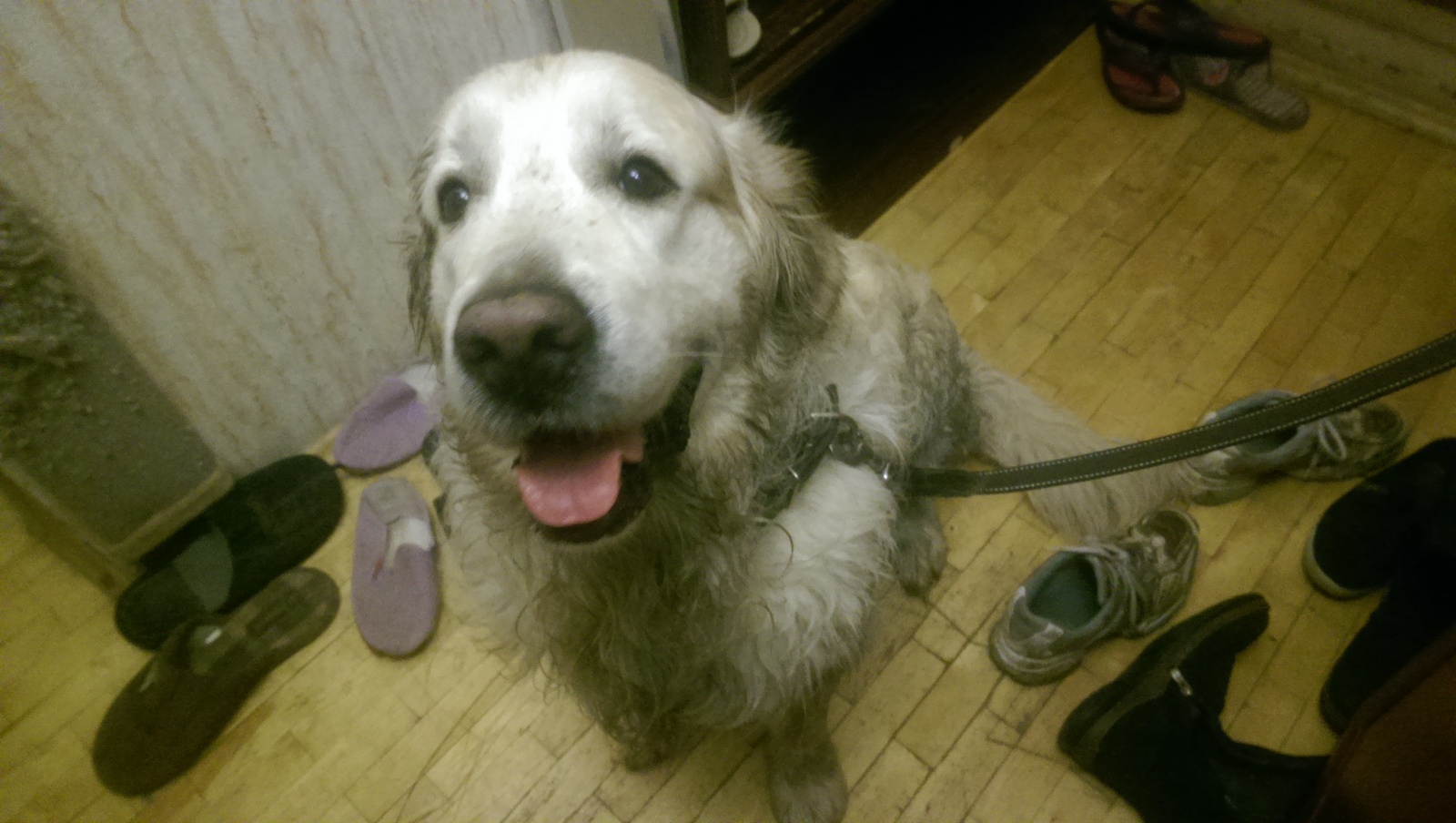 Dog happiness - My, Dog, Golden retriever, Milota, , Longpost