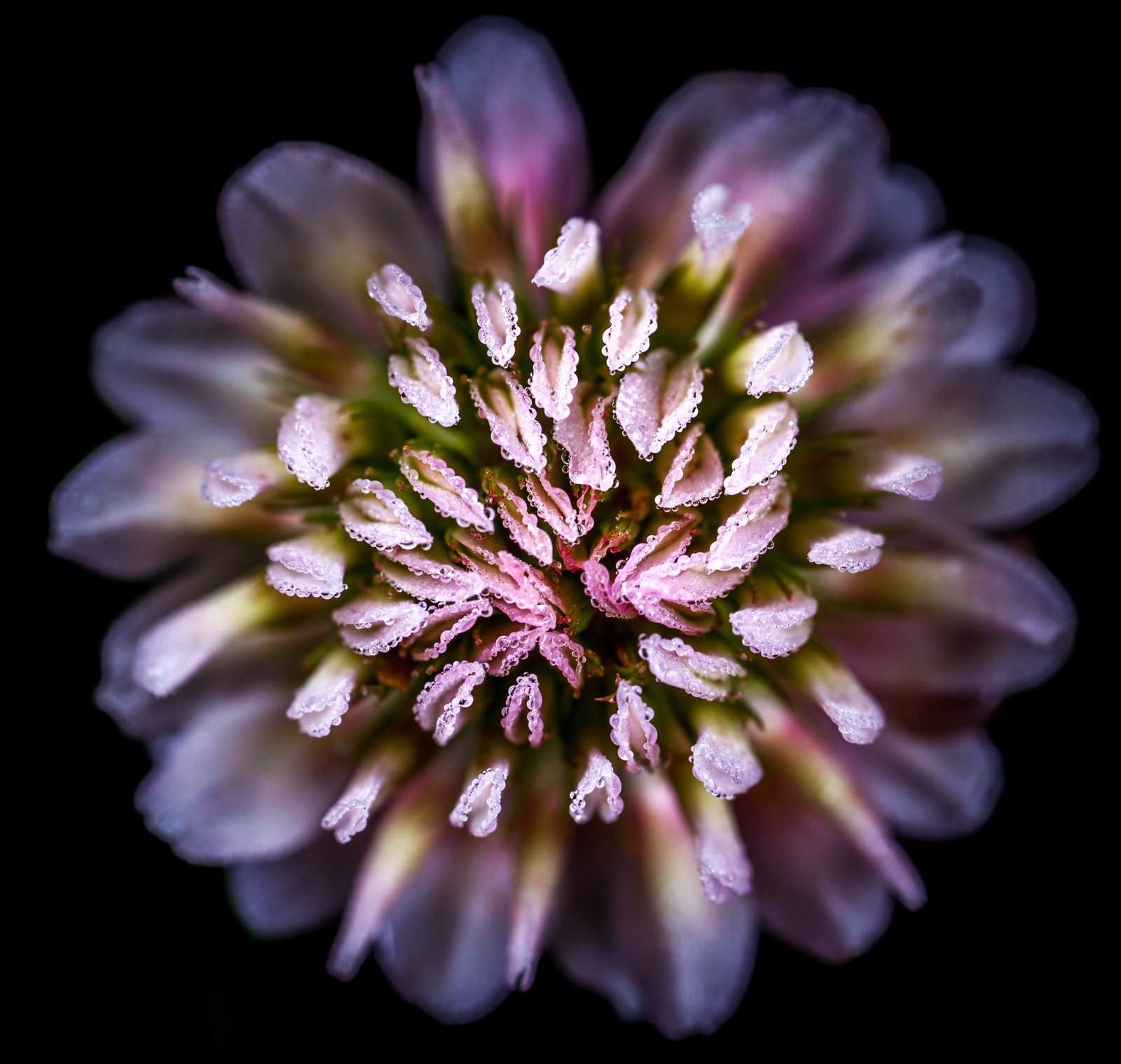 Clover flower in the morning dew - My, Macro, Clover, Dew, Canon 5DM2, Mp-e 65 mm, , Flowers, Macro photography