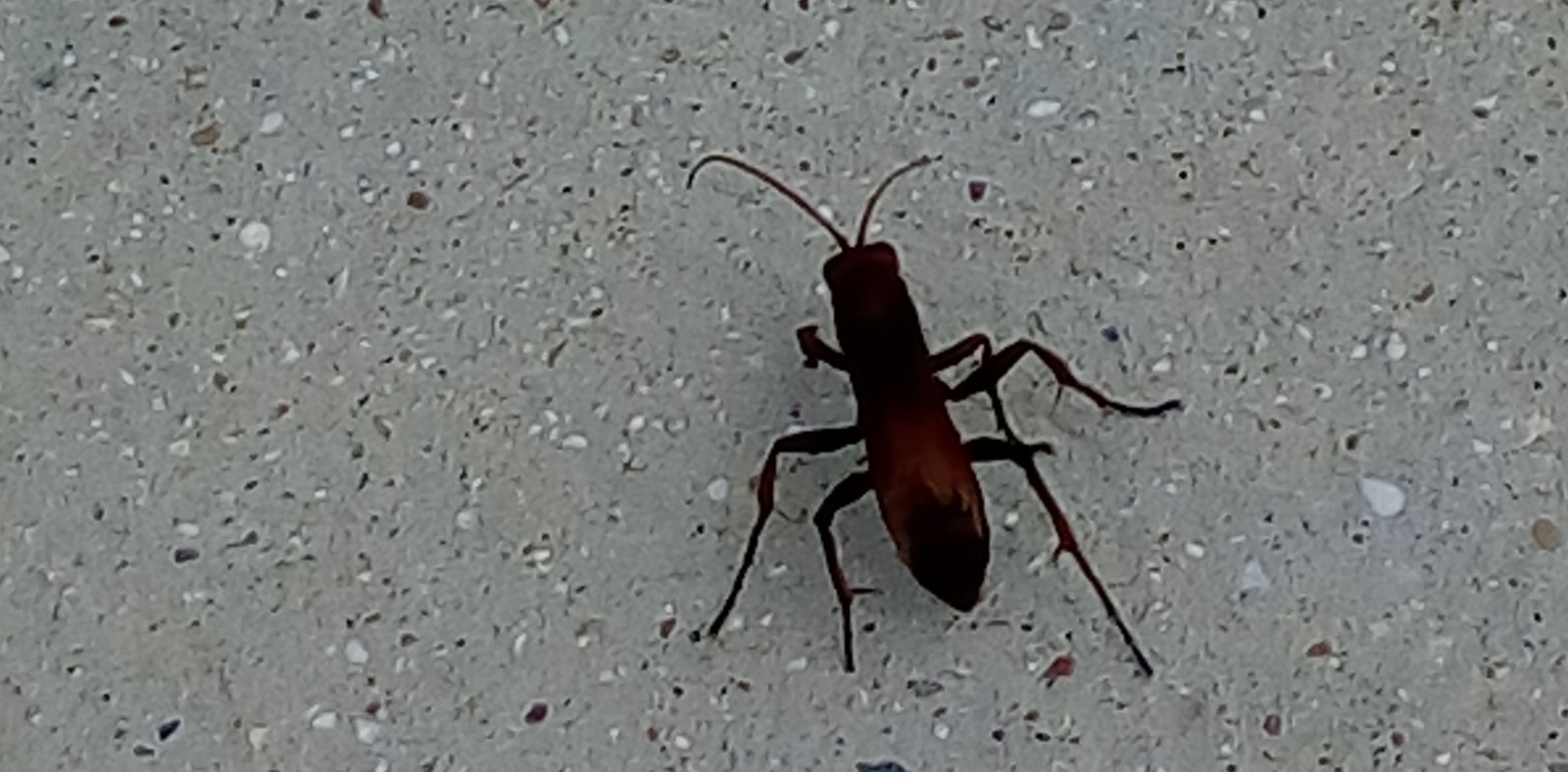 What is this insect? - My, Insects, , Entomology, Entomologists