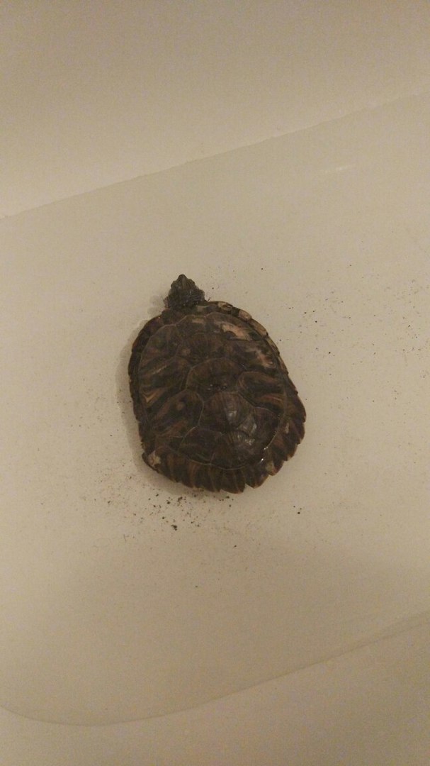 Found a turtle - My, Turtle, A loss, Pond slider, I will give, Lost, Longpost