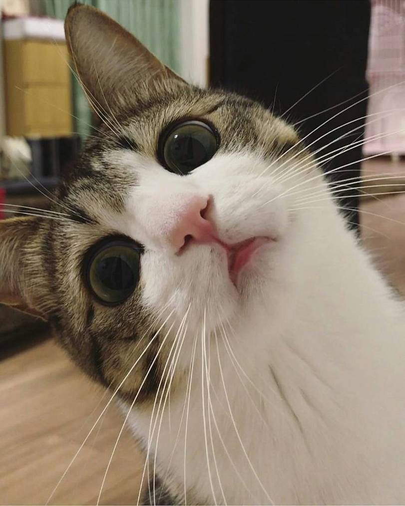 Ku Ku Pikabu