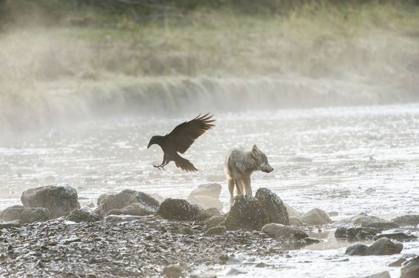 Wolves and the sea... - Wolf, Sea, Sea wolf, Rare photos, Frame, Longpost