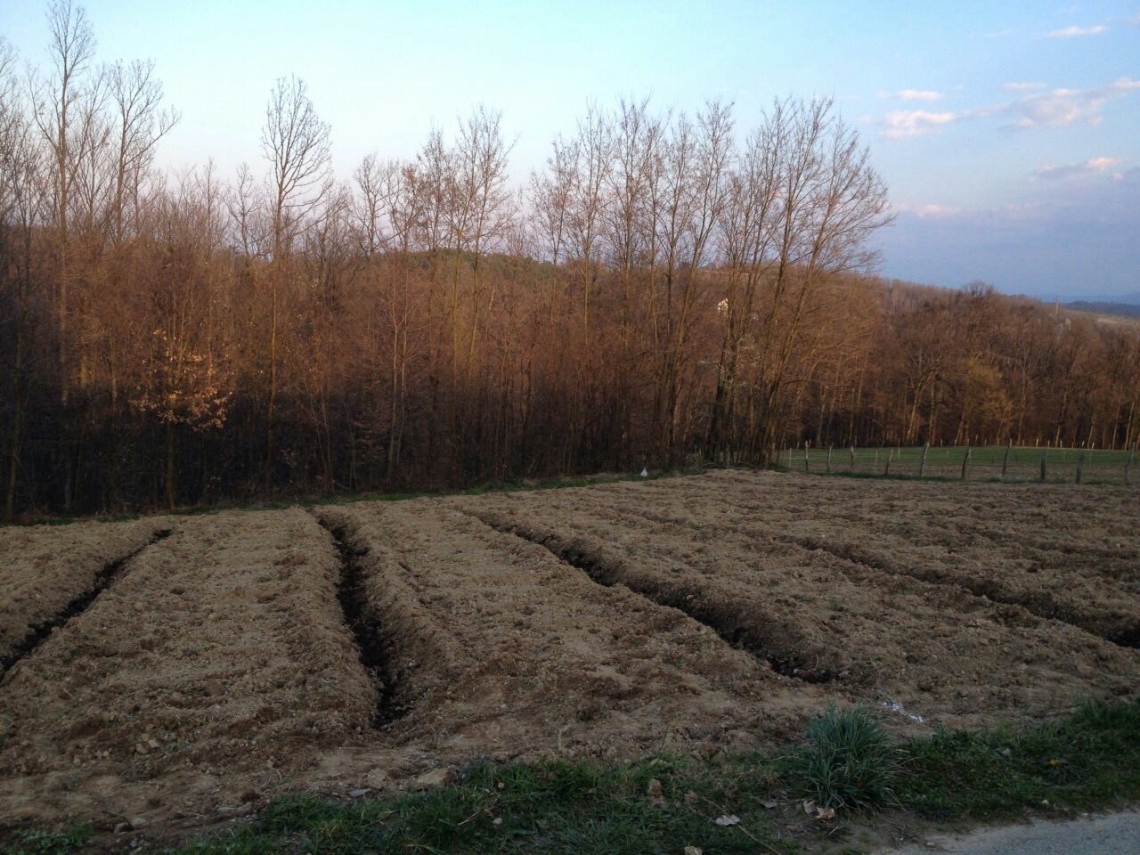 raspberry epic - My, Raspberries, Serbia, Longpost, Yummy, Growing