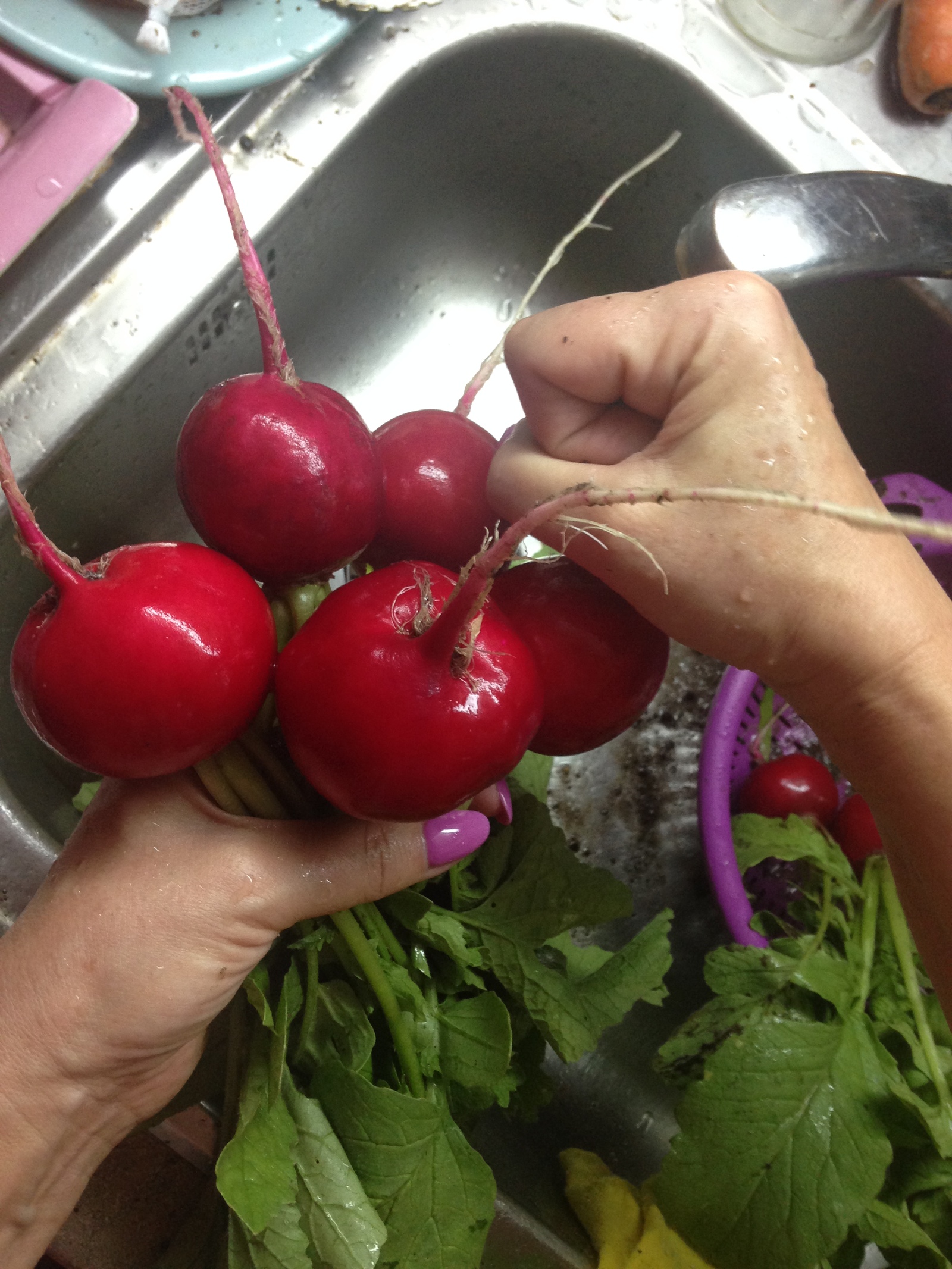 Summer is rubbish, but radish ... - Radish, Summer, Dacha, Weather