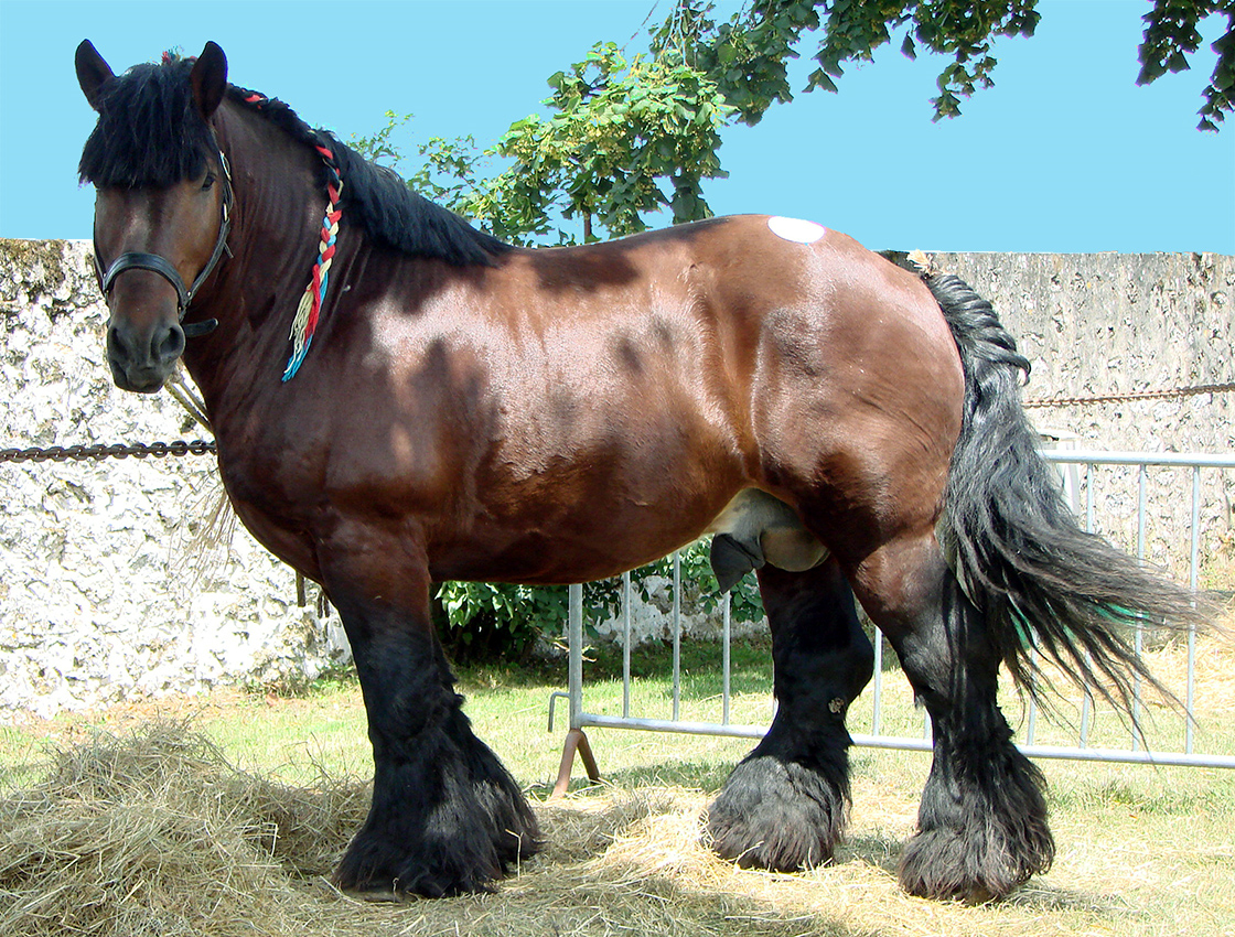 Самая большая лошадь