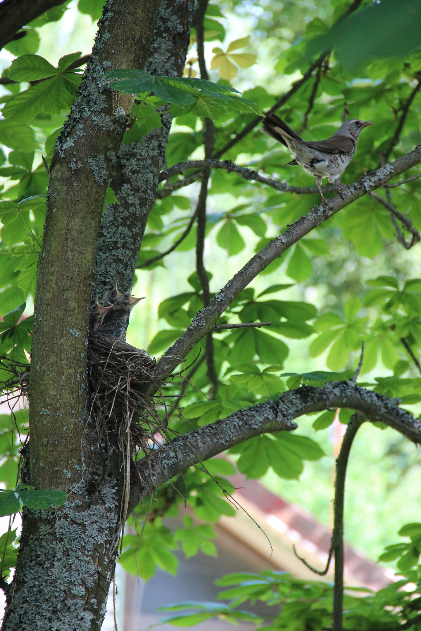 It's time for breakfast! - My, Birds, Nest, Breakfast, Longpost