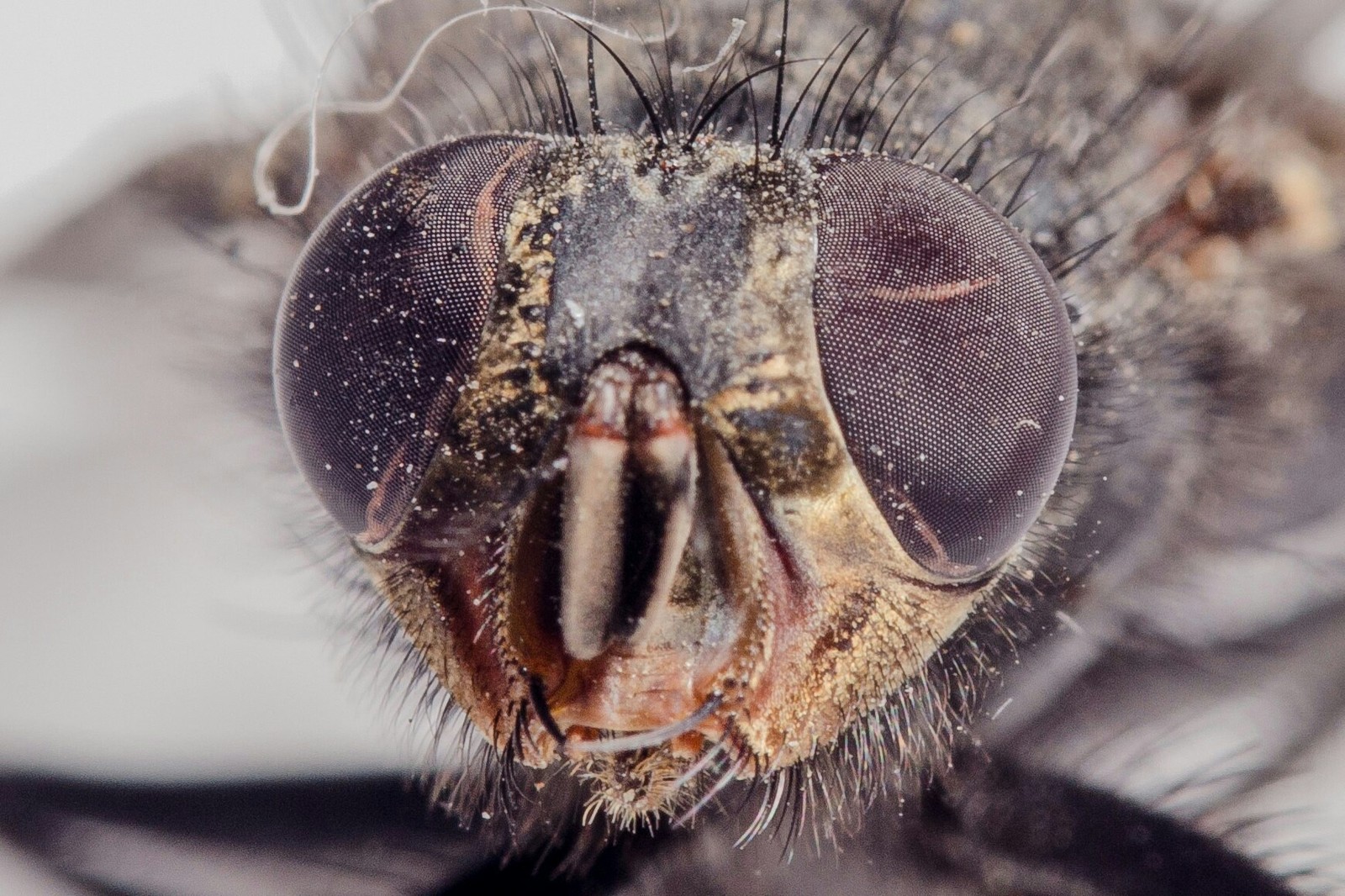 Macro fly. - My, Macro, The photo, Insects, Nikon, Macro photography