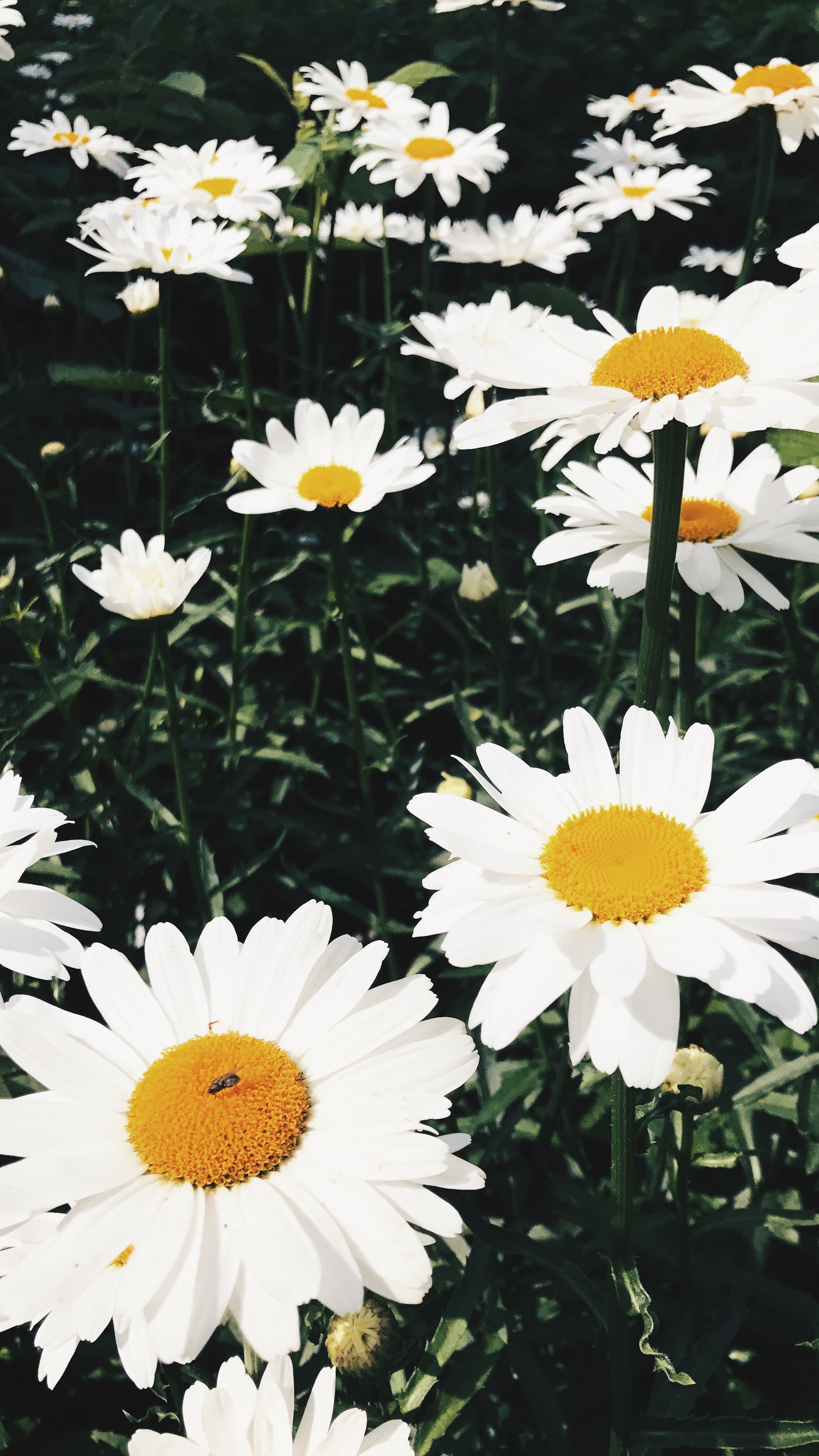 Summer in the countryside - My, Nature, The photo, Longpost