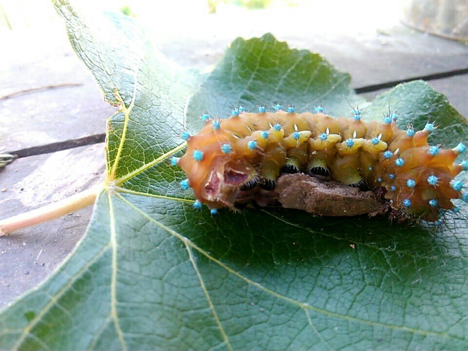 Someday she'll be a butterfly - My, Milota, Caterpillar, Longpost, Insects, The photo