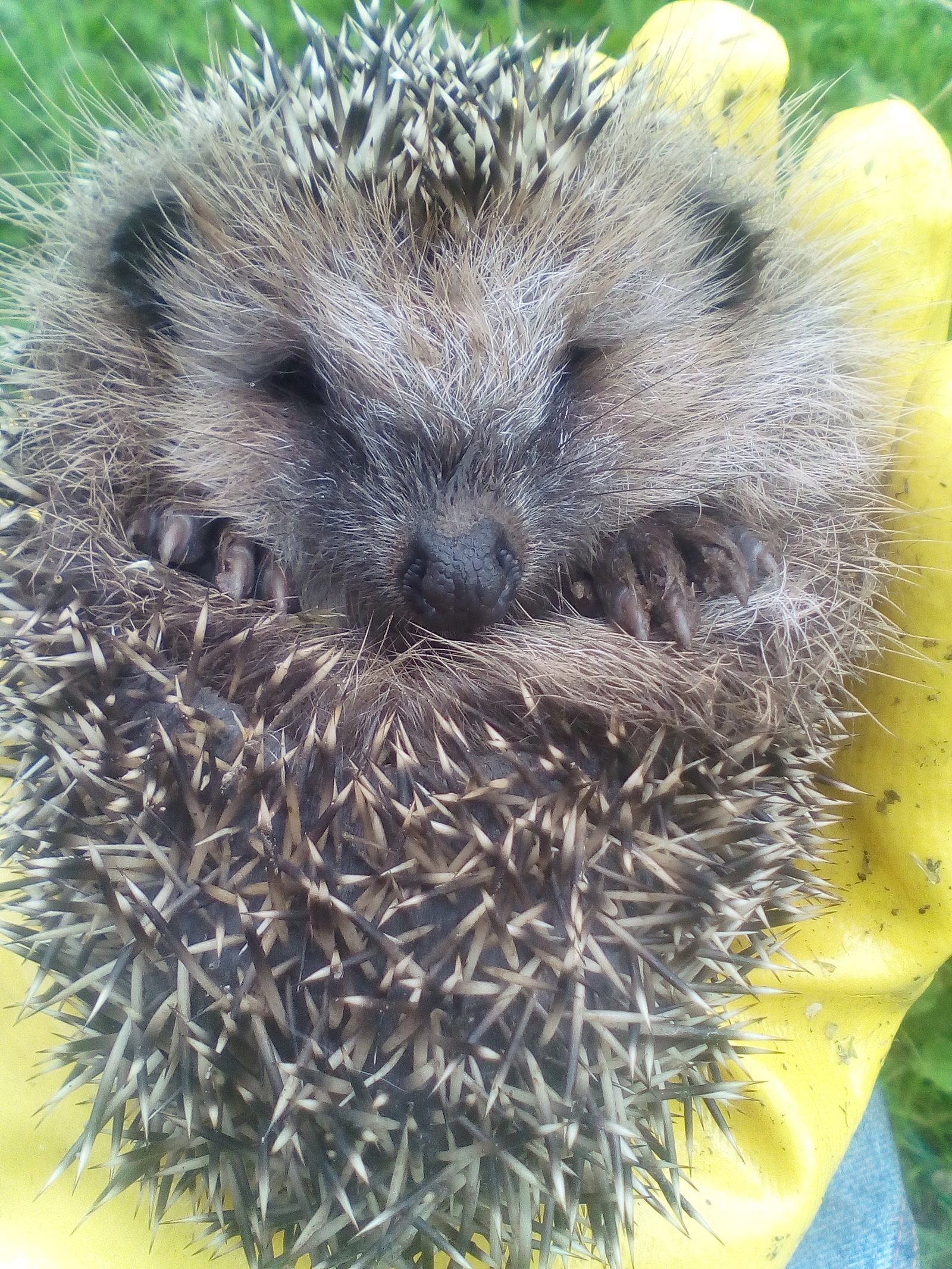 Hedgehog in the fog. - My, Hedgehog, Kindness, Nature, Village, Animals, Care, Longpost