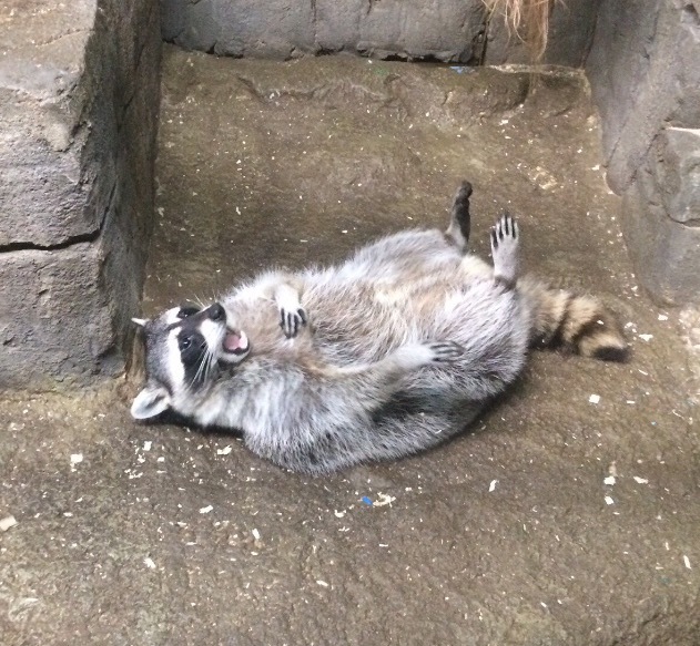 This raccoon has never heard such a funny joke - My, Raccoon, Animals, Humor