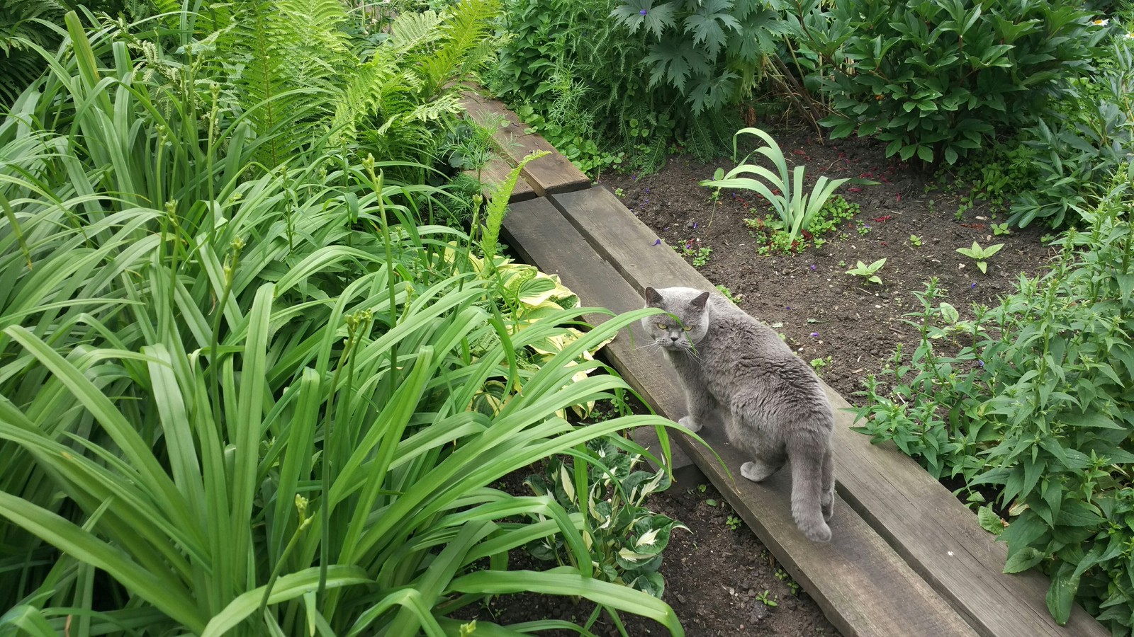 Cat in the Tyumen jungle. - My, Cat found a home, Nature, Walk, Jungle, cat, Longpost