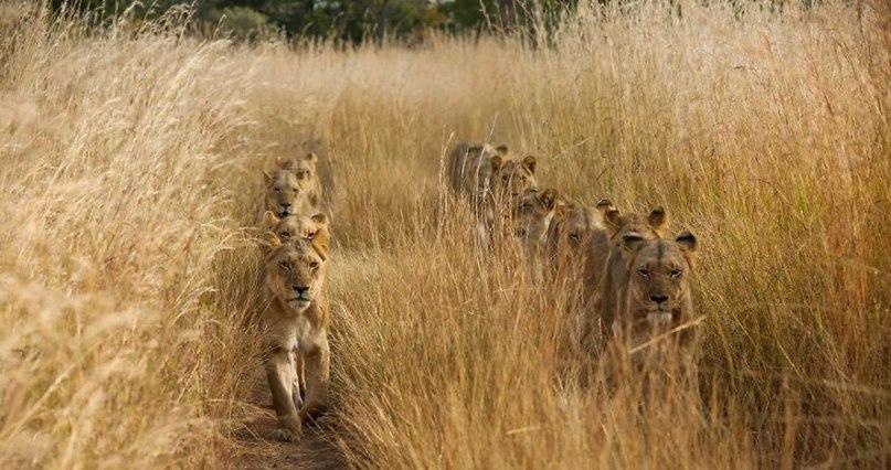 lion road - Road, a lion, Nature