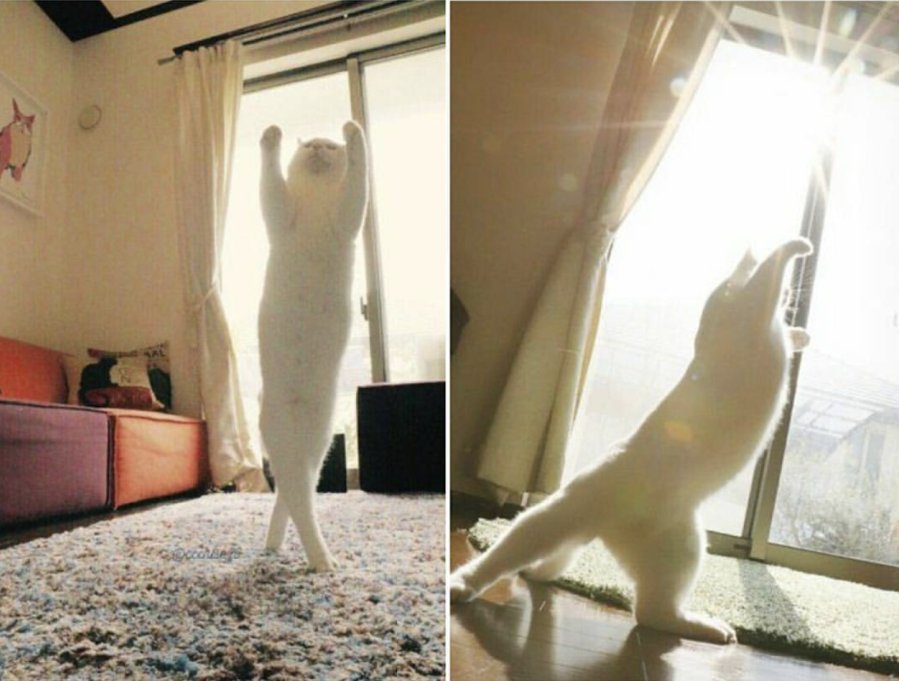 Morning exercises for my cat :) - Images, cat, Charger, Funny