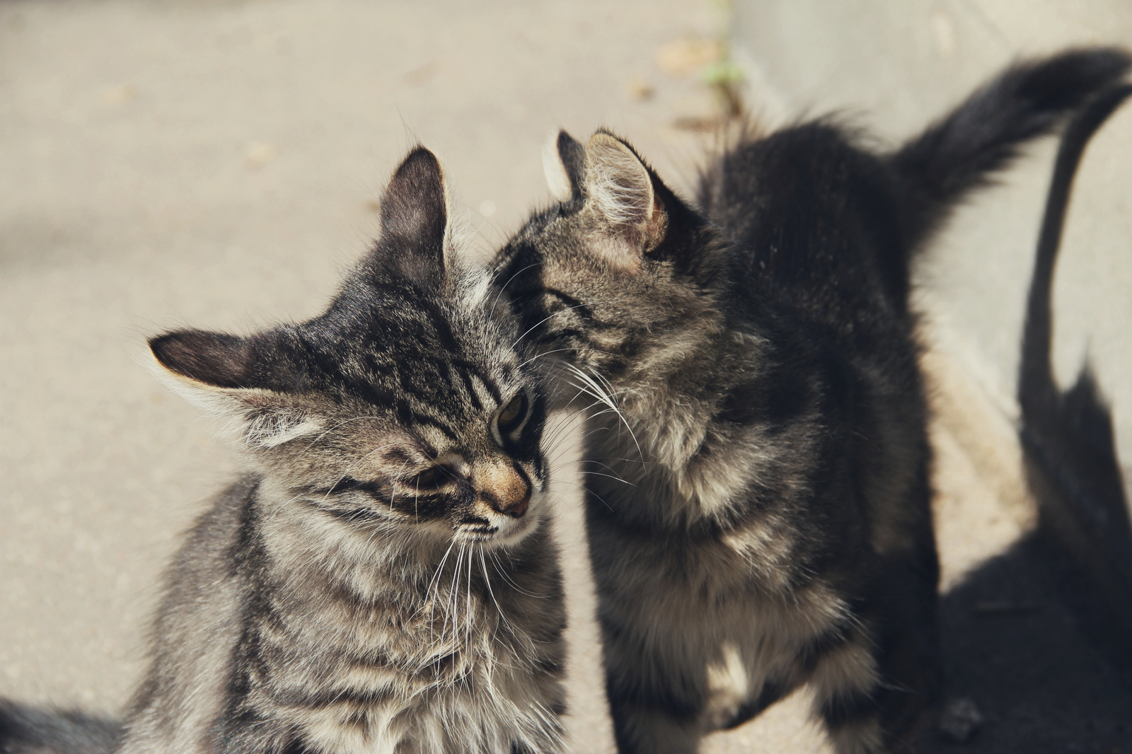 Such different cats - My, cat, Cats and kittens, Catomafia, Kisiki, Mustachioed - Striped, Longpost