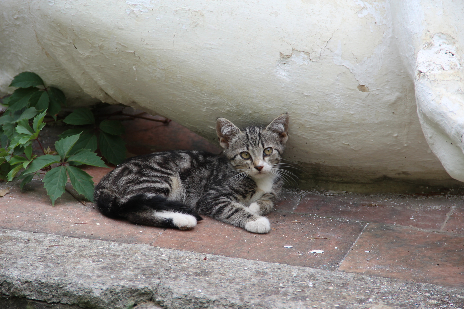 Such different cats - My, cat, Cats and kittens, Catomafia, Kisiki, Mustachioed - Striped, Longpost