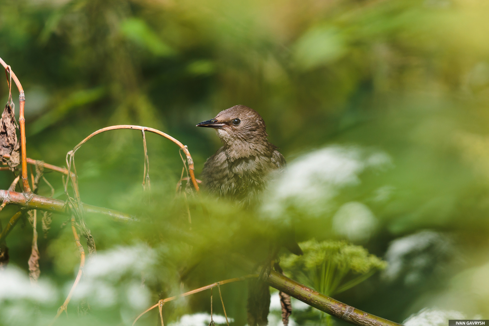 Starling. Just a starling - My, Birds, Longpost, Starling